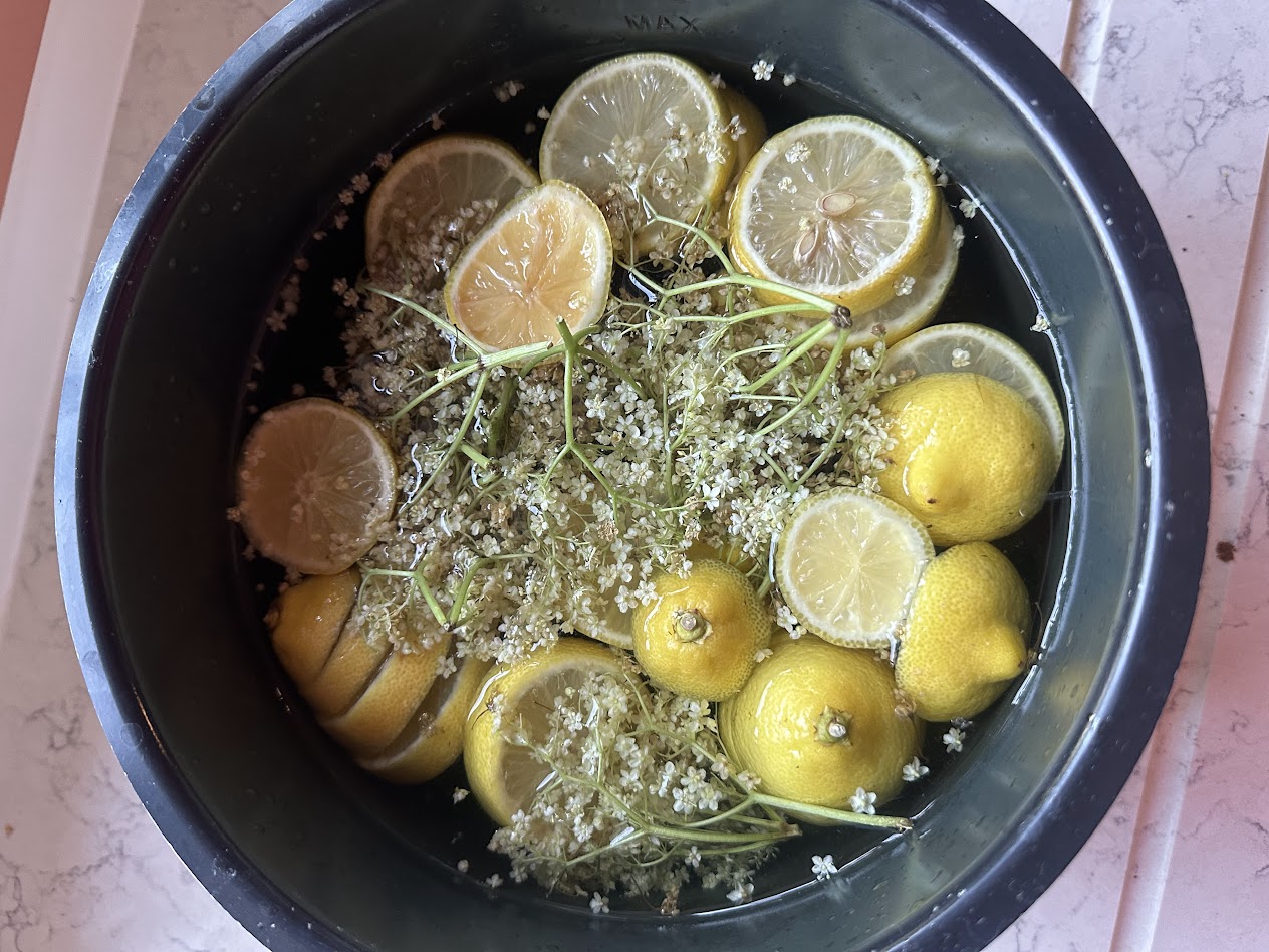 Elderflower pre-ferment with lemons